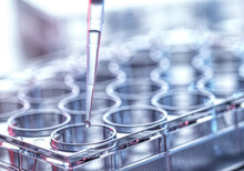 Pharmaceutical Research, Pipetting Sample Into A Multi Well Plate