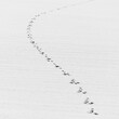 © Cavan Images - Animal footprints in a snow field in winter, Hokkaido, Japan