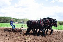 Woman Plowing A Field With A Team Of Four Black Percheron Horses.