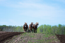 Belgian Draft Horse Team Plowing A Field.