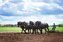 Man Plowing A Field With A Team Of Four Black Percheron Horses.