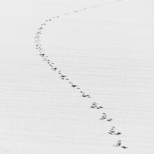 Animal Footprints In A Snow Field In Winter, Hokkaido, Japan