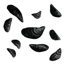 Zebra Mussels Illustration Isolated On Background