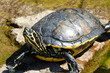 Freche hinaufschauende Schildkröte mit gelb schwarzem Muster auf der Haut . turtule tortoise with yellow stripes on the head sunning in the sun . 