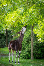 An Okapi Forest Girrafe Standing In The Forest Eating Leaves