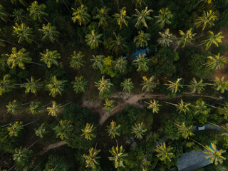 Wall Mural - Aerial view of palmtree tree tops in Phuket, Thailand