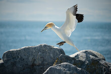 White Bird Landing On Northern Gannets (Morus Bassanus) A Rock Ledge On The Ocean . USA. Maine