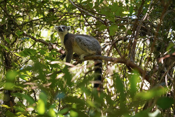 ring-tailed lemur (lemur catta) sitting on tree over branches, in their natural habitat madagascar f