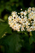 © Denis - Beautiful spring white flowers. Botany. Close-up.