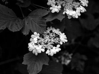 Wall Mural - black and white flowers