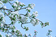 © Alex Unders - Blooming apple tree twig in springtime on a sunny day against blue sky.