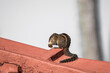 Palm squirrel has lunch on the roof