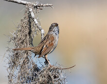 The Swamp Sparrow (Melospiza Georgiana) Posing On The Tree Branch