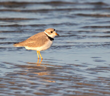 The Piping Plover (Charadrius Melodus) In Galveston, Texas