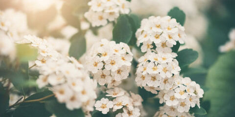 Wall Mural - bush vanhoutte spirea in sunlight. beautiful spring blooming shrub with many white flowers. spirea a
