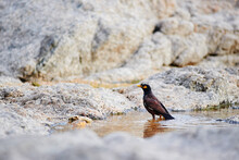 Mayna Black Little Bird Bathing At Rocks.