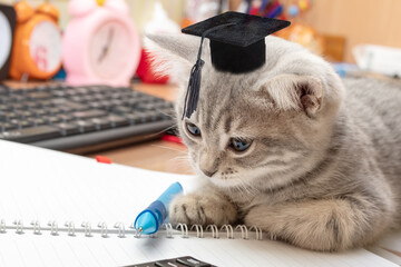 A small gray cat in a graduation hat is studying. On the table are study supplies, a notebook, a pen, an alarm clock. Humor. Back to school. The concept of self-education