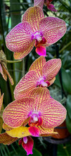 Pink And Yellow Moth Orchid Flower At Lewis Ginter Botanical Garden In Richmond Virginia