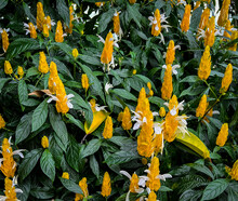 Yellow Flowers Of Golden Shrimp Plant / Lollipop Plant At Lewis Ginter Botanical Garden In Richmond Virginia