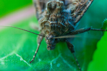 macro