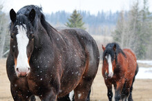 Close Up Of Two Clydesdale Horses Walking In Pasture On Snow Fall Day