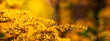 Yellow flowering plant, banner with space for text.