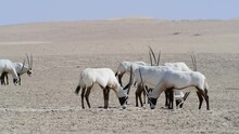 Herd Of Arabian Oryx Eating In The Desert, Middle East, Arabian Peninsula