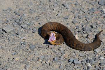 Cottonmouth