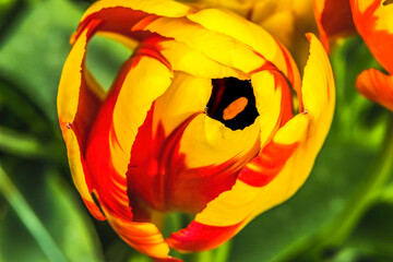 Wall Mural - Red Yellow Banja Luka Tulip Blooming Macro