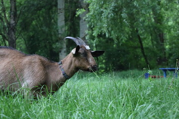 Goats in the rainy forest