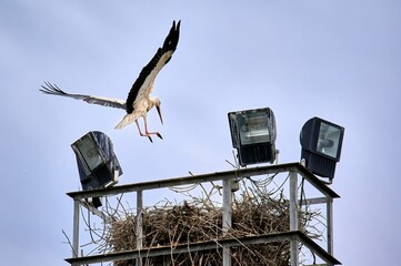 Wall Mural - White Stork (Ciconia ciconia) flapping its wings as it flies to reach its nest in a light tower on a sunny day and blue sky