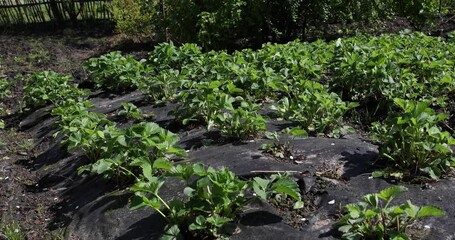 Wall Mural - Green strawberry plants on black covering material in spring.