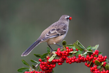 White banded Mockingbird,Mimus triurus,eating wild fruits Calden Forest, La Pampa , Argentina