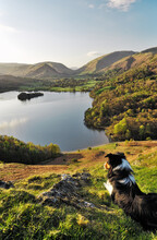 Border Collie Sheepdog On Loughrigg Fell Looks Over Grasmere Valley And Lake In Lake District National Park, Cumbria, England.