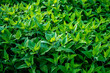 Topinambur, rosnący topinambur, liście topinamburu, 