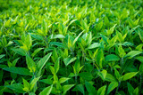 Fototapeta Kuchnia - Topinambur, rosnący topinambur, liście topinamburu, 