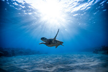 World Environment Day Background  - Turtle Swimming Underwater In The  Ocean