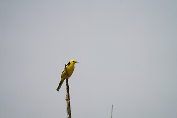 Canvas Print - Citrine Wagtail posing on a twig