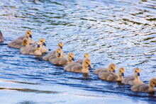 Goslings Arrive At Shore One By One