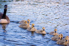 Canada Goose Goslings Swimming Together