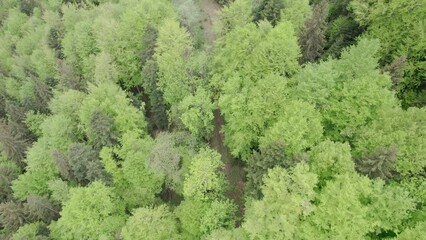Wall Mural - Aerial view of Carpathian mountains covered with coniferous forests. Picturesque landscape drone view. Picture of wild area.