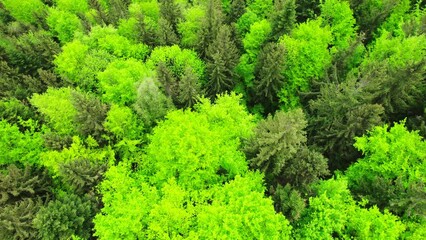 Wall Mural - Aerial view of Carpathian mountains covered with coniferous forests. Picturesque landscape drone view. Picture of wild area.