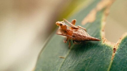Wall Mural - eriovixia pseudocentrodes