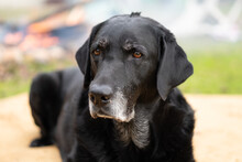 Old Senior Black Labrador Retriever Portrait