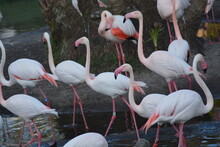 Beautiful Flamingo At Disney Animal Kingdom