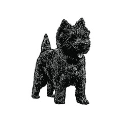 Cairn Terrier dog illustration isolated on background