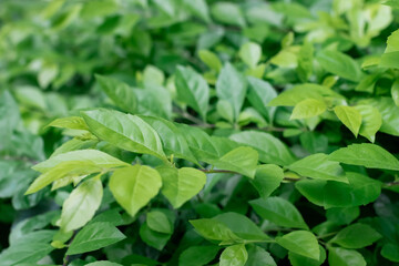 green plants in indoor botanical garden.
