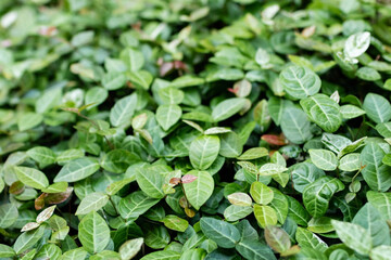 green plants in indoor botanical garden.