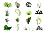 Fototapeta  - Green seaweed and brown seaweed set