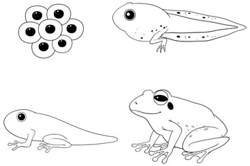 Poster - Frog life cycle diagram doodle